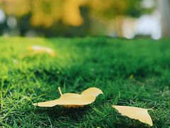 -重庆市江北嘴中央商务区中央公园