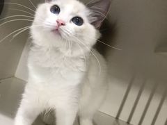 -东方名猫馆·英短金渐层布偶猫舍(环线广场1号楼店)