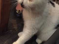 -吉丁鸟咖·异宠·寄养