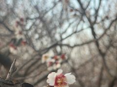 -香雪海