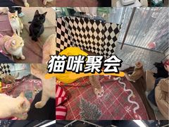 -大型宠物商超·宠海王国·宠物猫狗活体·用品·美容(新世界百货重庆店)