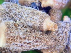 -木王宴语·野生鲜菌火锅(玉河店)