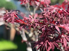 -扬州大运河文化旅游度假区·盆景园