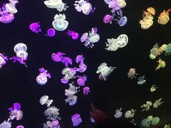 -欢乐海岸海洋奇梦馆
