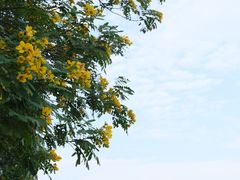 -五缘湾湿地公园