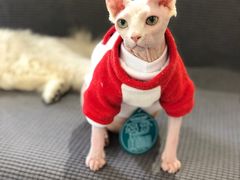 -小呆的宠物店·宠物售卖·宠物寄养(城西店)
