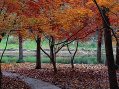 -上海共青森林公园