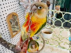 -吉丁鸟咖·异宠·寄养