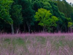 -昆山城市生态森林公园