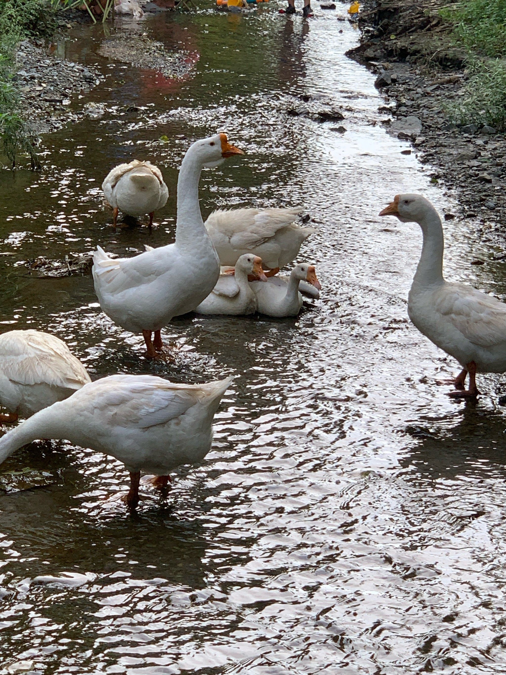 大鹅的秋日故事