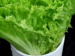 涮生菜-老铁岭·涮肚烧烤(太原街店)