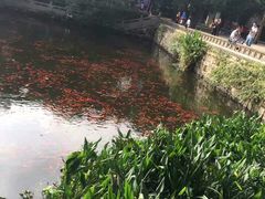 -普陀山风景名胜区-法雨禅寺