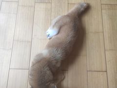-喜柴咖啡·柴犬狗咖