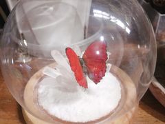 -吉丁鸟咖·异宠·寄养