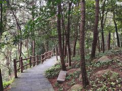 -铁山坪森林公园