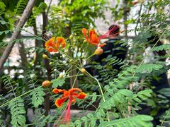 -国家植物园南园