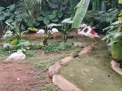 -海南热带野生动植物园