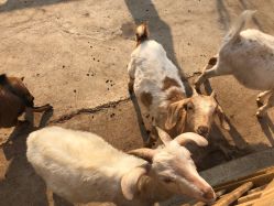 -萌宠亲子动物乐园(槐房万达店)