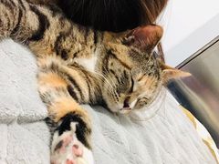 -佩兹宠物医院肿瘤专科·眼科·牙科(黄浦店)