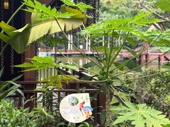 -西双版纳原始森林公园