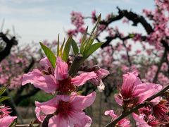 -田园东方蜜桃村的田野营地