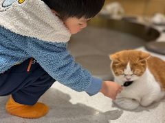 -飞行喵MR PILOT|猫舍·猫咖(静安大融城店)