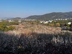 -香雪海