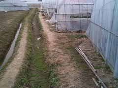 android_upload_pic-尚田草莓姑娘白草莓采摘基地