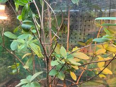 -上海大自然野生昆虫馆(东方明珠·爬宠昆虫探索中心)