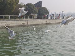 -蠡湖大桥公园