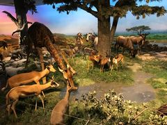 -国家自然博物馆