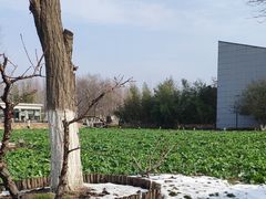 -田园东方蜜桃村的田野营地