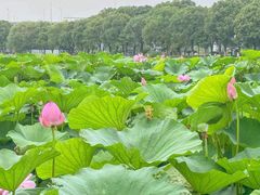 -荷塘月色湿地公园·向阳花洲