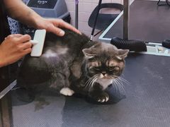 -FAELING PETS美天灵宠物(富力广场店)