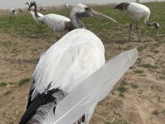 -盐城丹顶鹤湿地生态旅游区