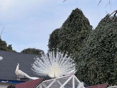 -J Create城市露营咖啡·简餐·宠物(上海动物园店)