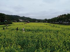 -红山村