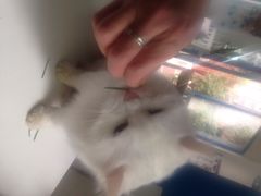 Anne猫窝咖啡屋-Anne猫窝咖啡屋