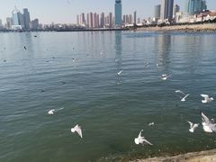 -前海沿·青岛菜(大拇指广场石老人店)