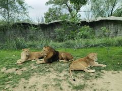 -北京野生动物园