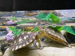 -灵龟之家百象馆(百象馆联合旗舰店)