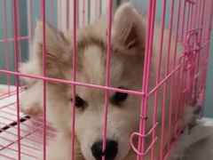 -纳吉亚猫专科动物医院·北北分院