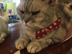 -猫色咖啡·猫咖