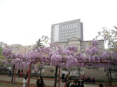 -嘉定紫藤园