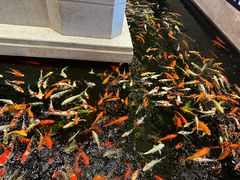 -龙悦湾酒家·八阵鱼生·渔人码头店