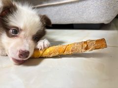 -贝康宠物医院·犬猫全科·小动物特色诊疗中心(东环路店)