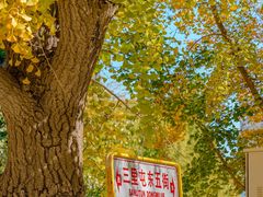 -三里屯东五街银杏大道