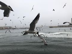 -大连圣亚海洋世界