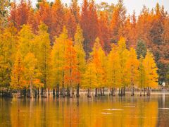 -白鹭湾湿地公园