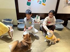 -逗柴咖啡屋·狗咖猫咖宠物桌游